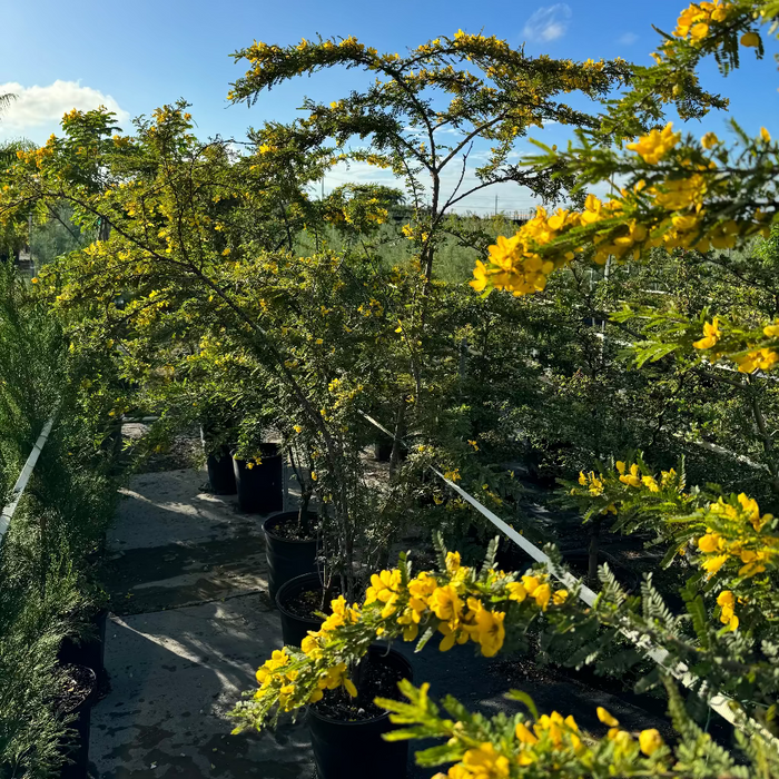 Desert Cassia Senna Polyphylla Tree