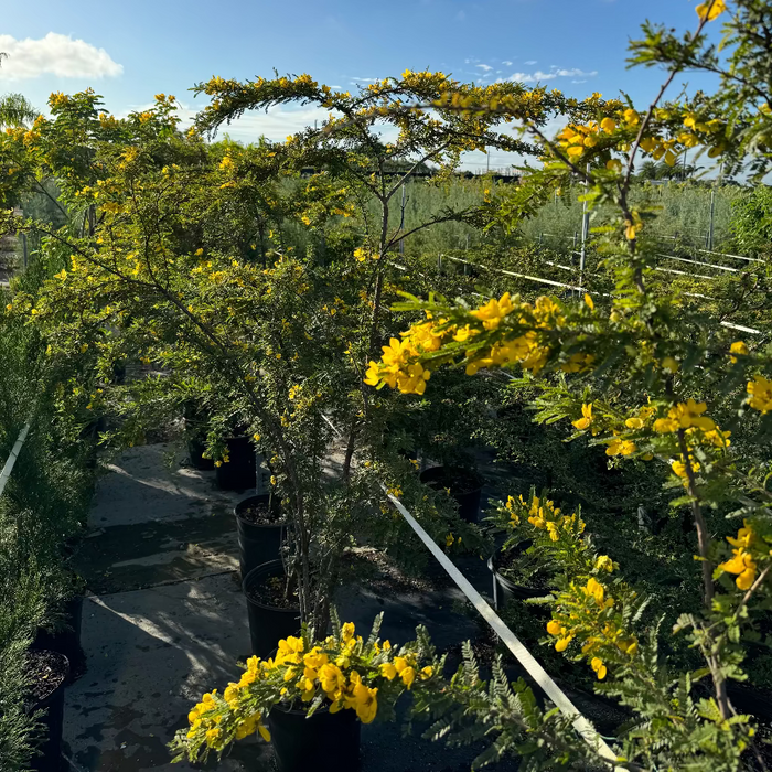 outside view of Desert Cassia Senna Polyphylla Tree