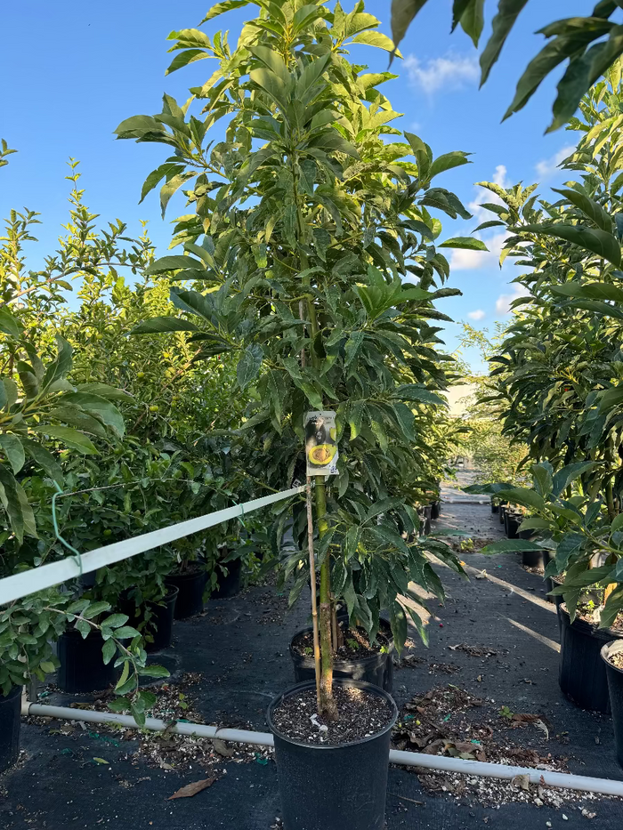 Persea americana fruit trees in a nursery