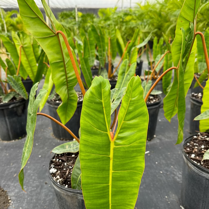 front view of Philodendron billietiae