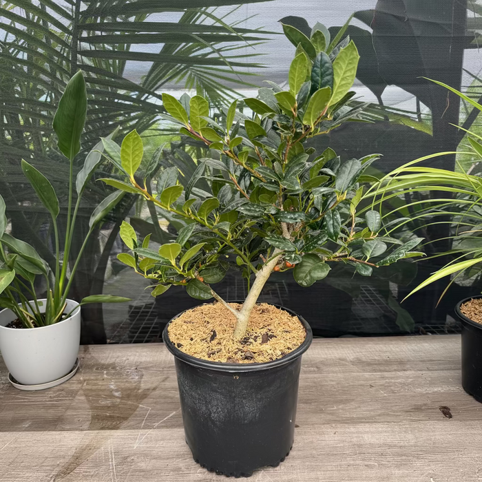 Ilex Nellie Stevens Holly Shrub Nursery container 1gal