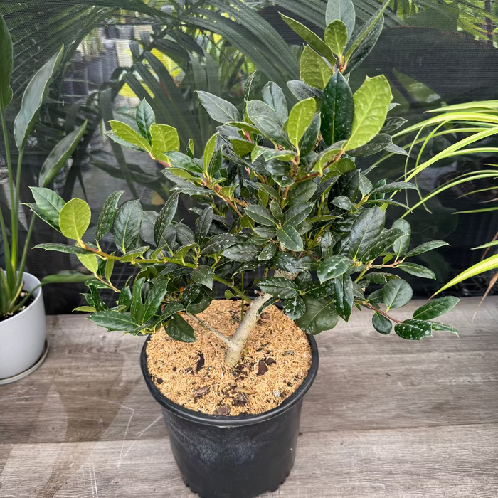 Ilex Nellie Stevens Holly Shrub Nursery container 1gal