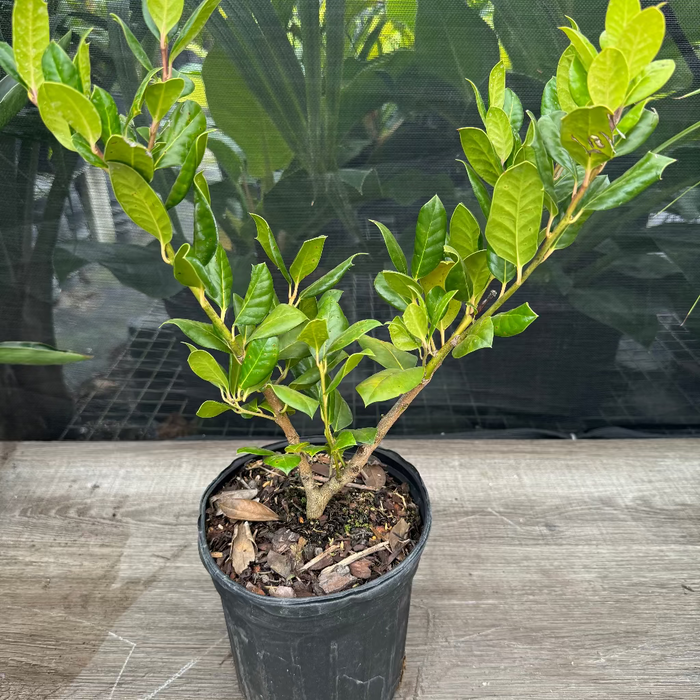 Ilex Nellie Stevens Holly Shrub Nursery container 2gal