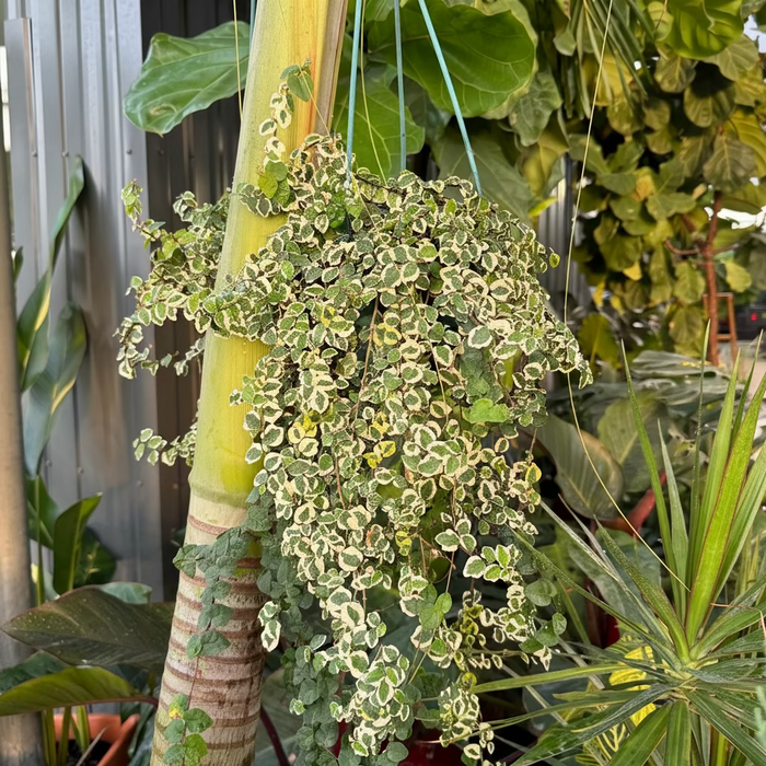 Ficus Pumila Variegated, Hanging Basket close view