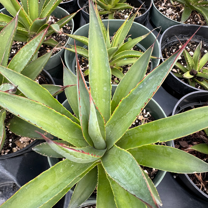 Agave Blue Glow Planted in a 1gal Nursery Pot