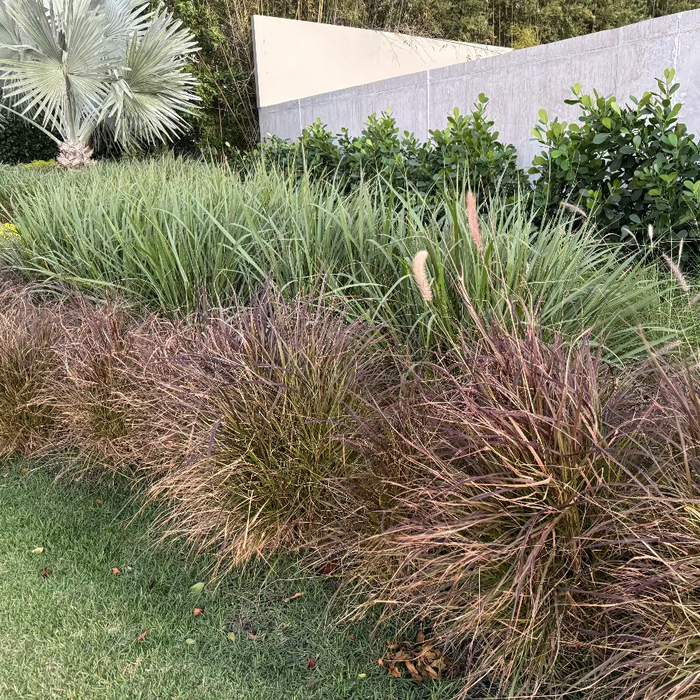 Dwarf Fakahatchee Ornamental Grass in a landscaped garden bed with ornamental grasses, including tall green grasses in the back and feathery brown ornamental grasses in the foreground, set against a concrete wall and shrubs.