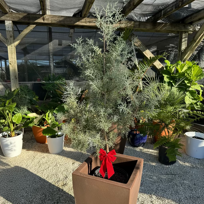 upper view of Carolina Sapphire Tree Form Arizona Cypress in a brown pot