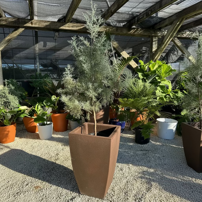 Carolina Sapphire Tree Form Arizona Cypress in a brown pot