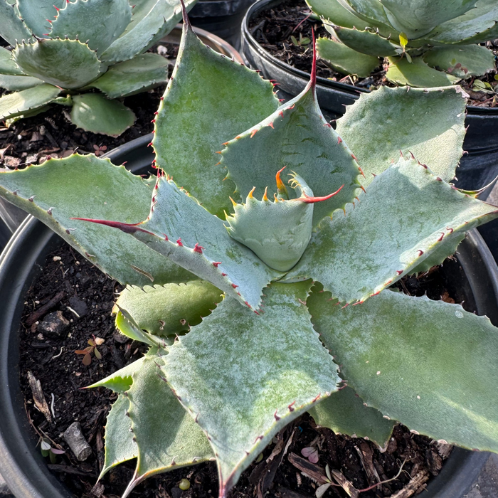 Agave Parryi Artichoke 'Truncata' Mescal Agave, in Grower Pot