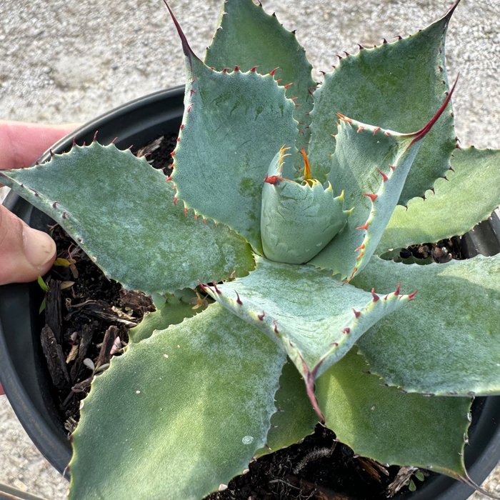 Agave Parryi Artichoke 'Truncata' Mescal Agave, in Grower Pot