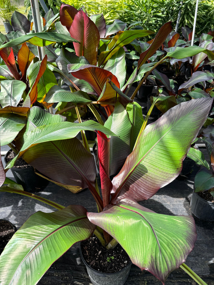 Musa Ensete Maurelii Red Abyssinian in a 2gal pot