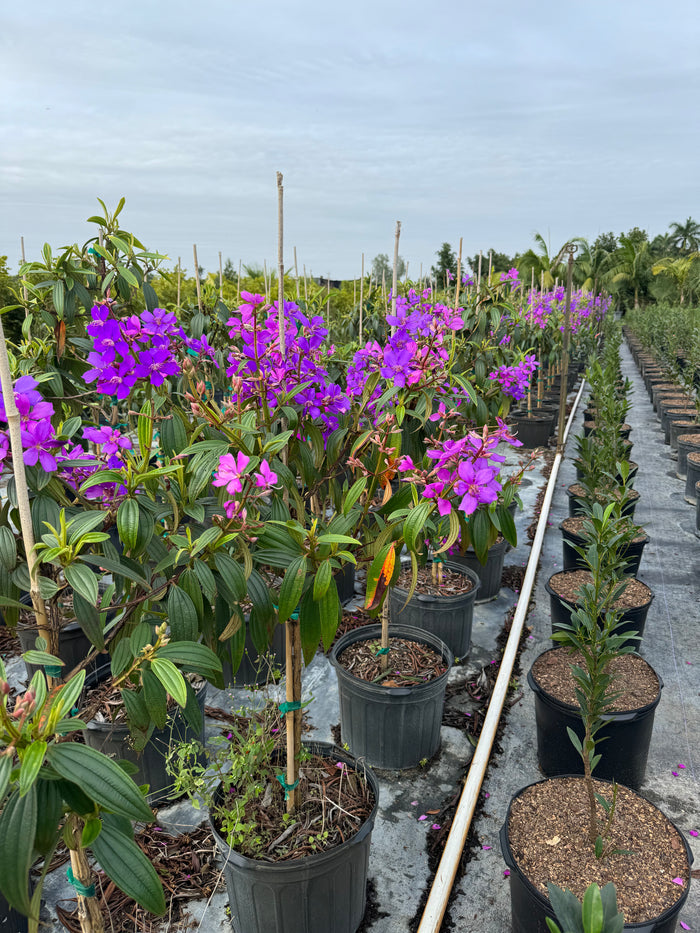 Purple Glory Flowering Tree Tibouchina in a 7gal pot with purple flower