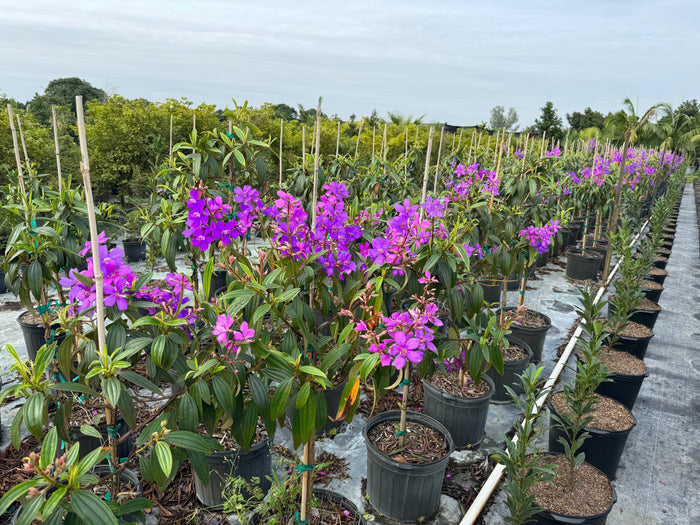 Purple Glory Flowering Tree Tibouchina in 7gal pots blooming with flowers
