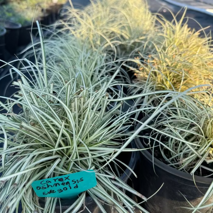 Carex Evergold Japanese Sedge Grass
