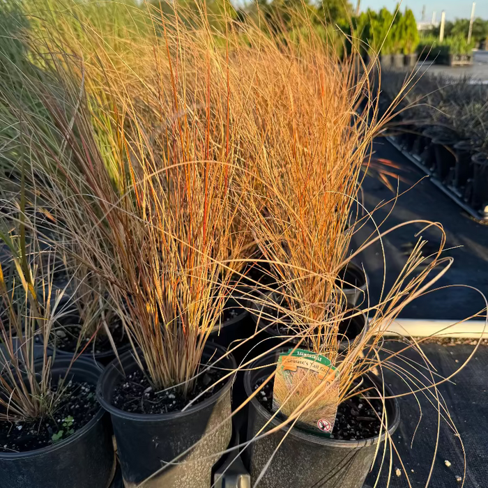 New Zealand wind grass Garden scene with tall grasses and autumn foliage