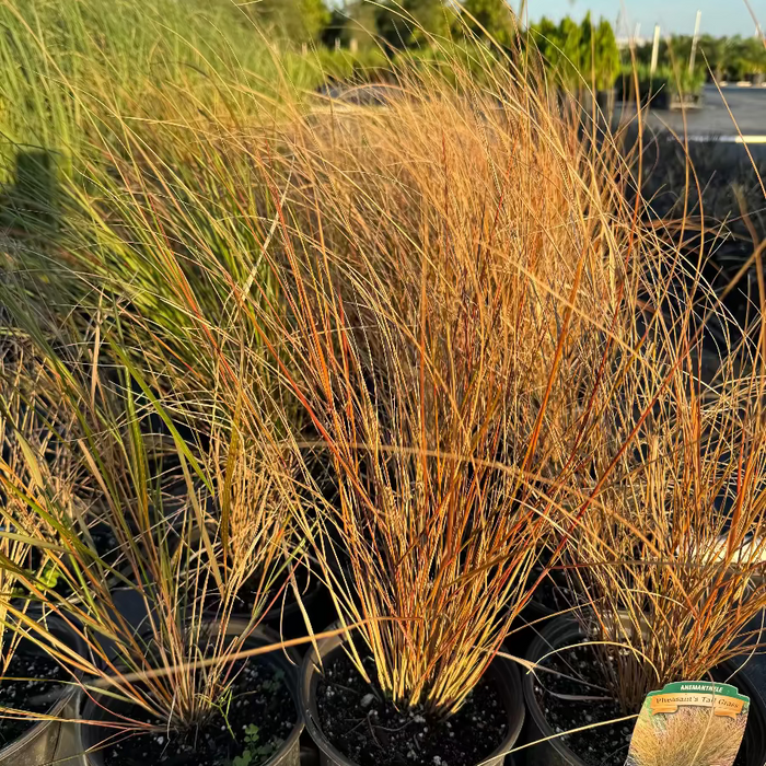 New Zealand wind grass Garden scene with tall grasses and autumn foliage