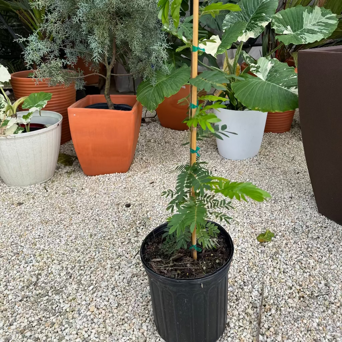 Pink Powderpuff Flowering Tree in a 5gal pot in front of other plants
