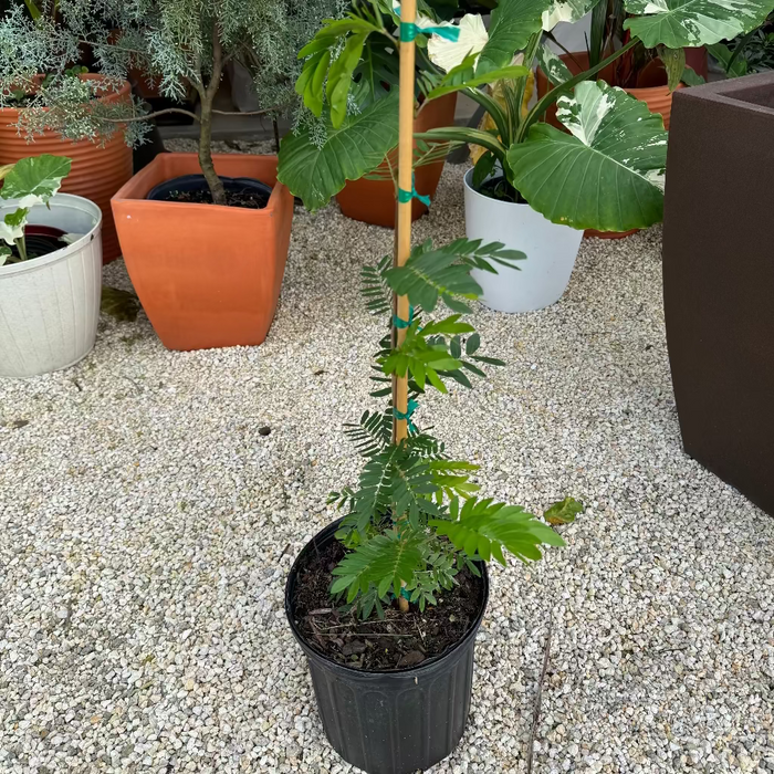 Pink Powderpuff Flowering Tree in a 7gal pot in front of other plants