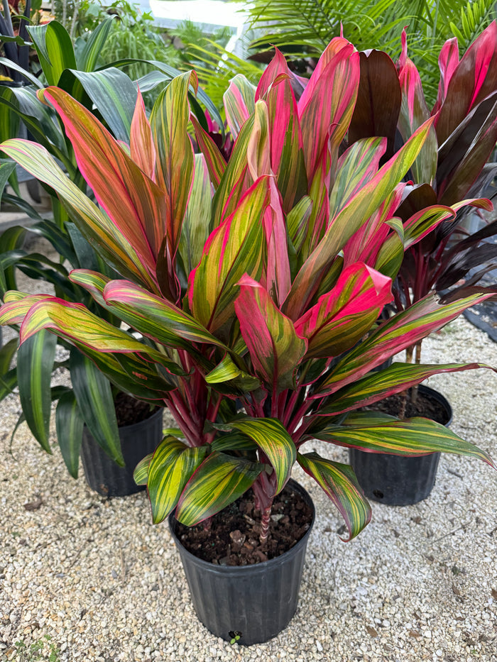 front view of Cordyline Harlequin Fruticosa Ti Plant