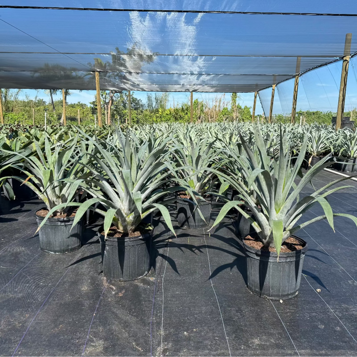 A Bromeliad Alcantarea Odorata plant with elongated silver foliage in an outdoor setting with greenery and a pink flower in the background.