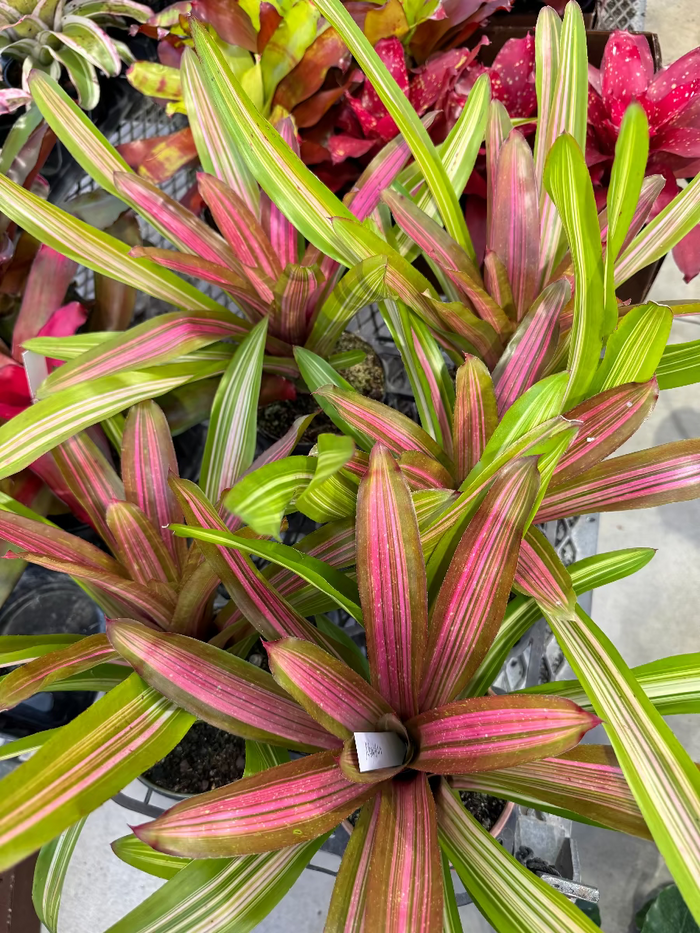 Close up of Bromeliad Neoregelia Martin foliage