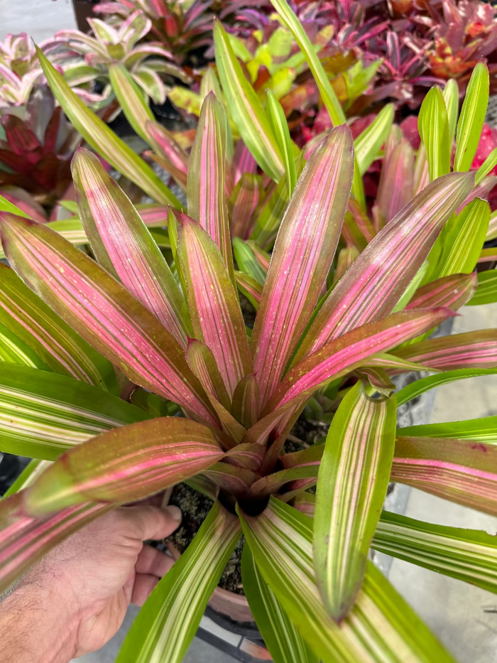 Close up of Bromeliad Neoregelia Martin foliage