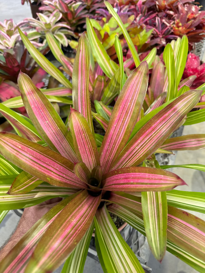 Close up of Bromeliad Neoregelia Martin foliage