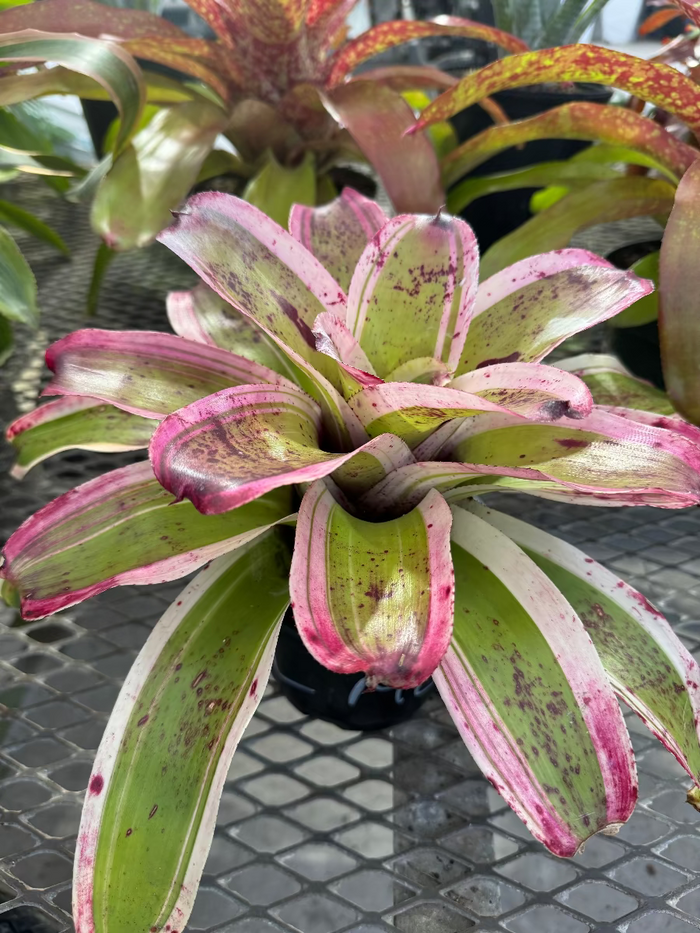 Potted Bromeliad Neoregelia El Morado