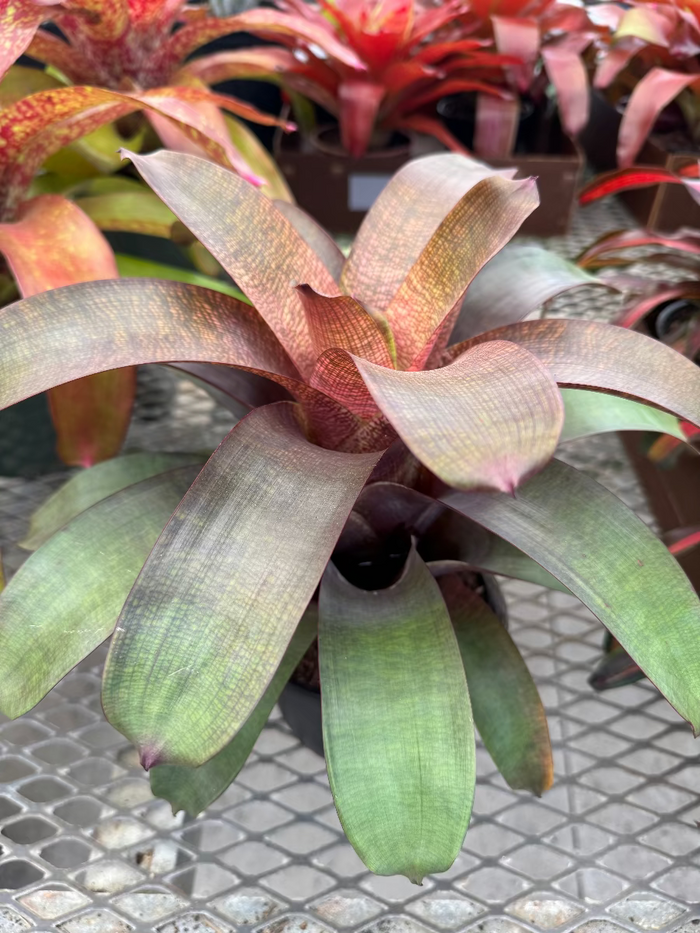 Top-down view of a Bromeliad Neoregelia Sherlette Shiigi plant