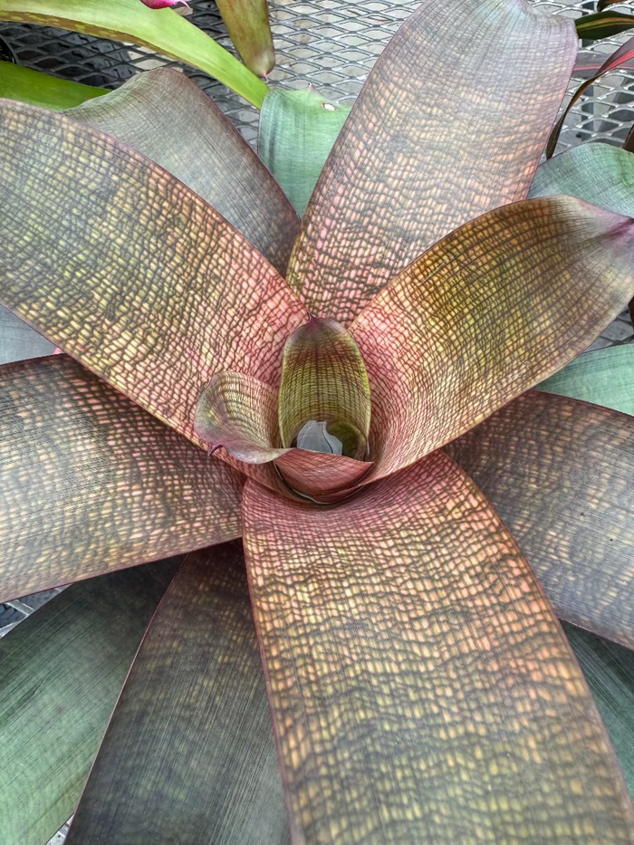 Top-down view of a Bromeliad Neoregelia Sherlette Shiigi plant