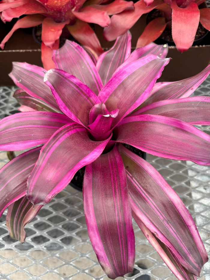 Top-down view of a vibrant Bromeliad Neoregelia Pink Magic