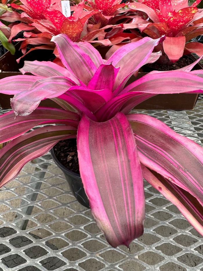 Bromeliad Neoregelia Pink Magic plant in a grower pot.