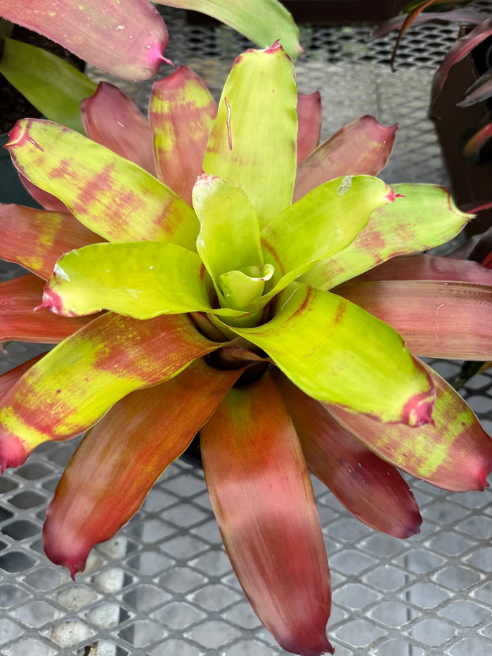 Top-down view of a Bromeliad Neoregelia Victoria Secret plant