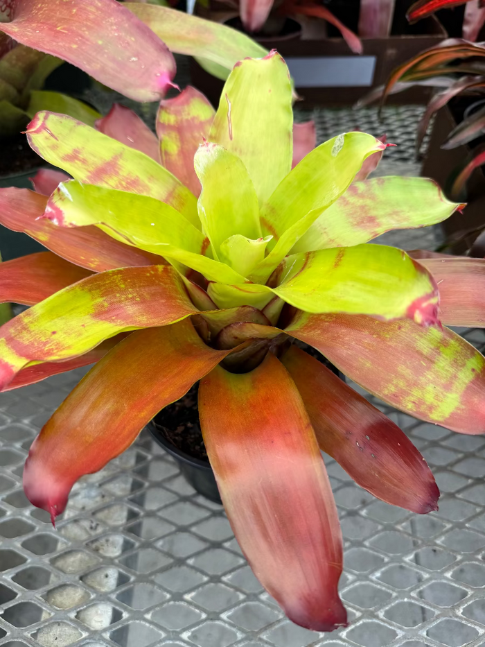 Top-down view of a Bromeliad Neoregelia Victoria Secret plant