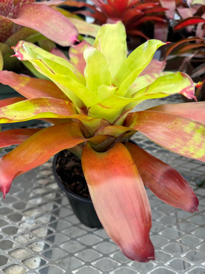 Potted Bromeliad Neoregelia Victoria Secret.