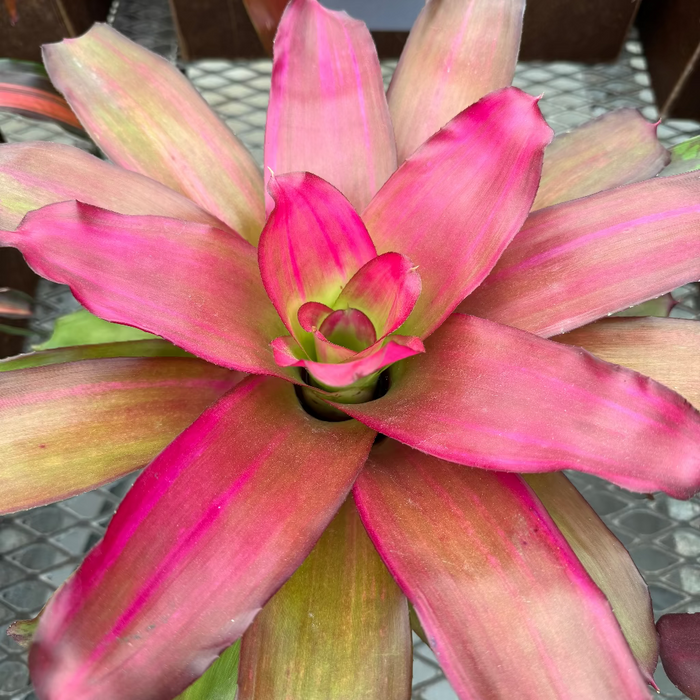 Bromeliad, Neoregelia Crimson close up