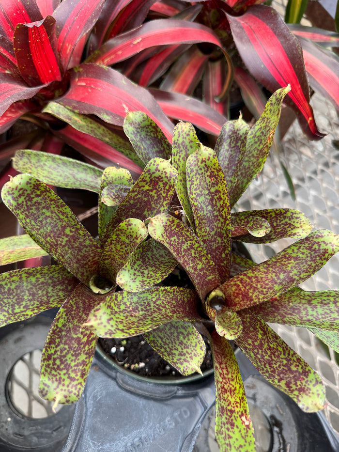 Bromeliad, Neoregelia Mo Peppa close up