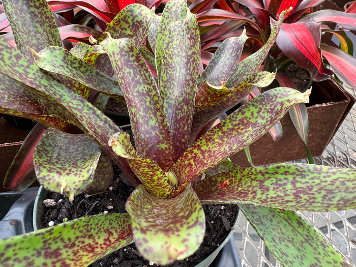 Bromeliad, Neoregelia Mo Peppa cose up