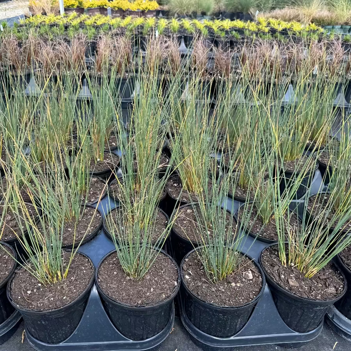 Blue Arrow Juncus Rush Grass in row of pots