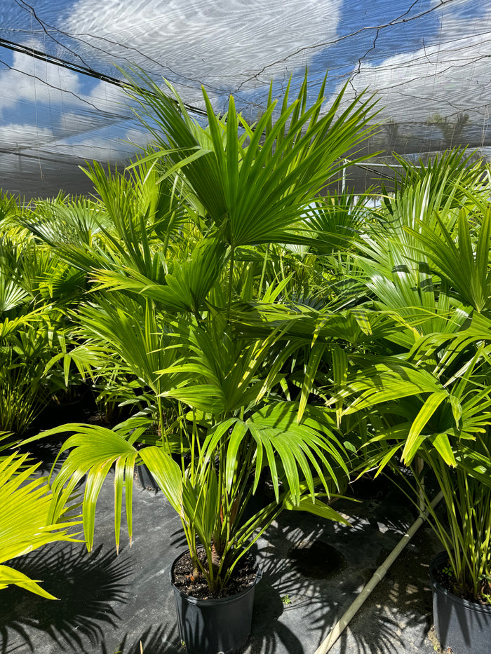 Chinese Fan Palm, Livistona chinensis, Fountain Palm in a 7gal pot close up of leaves