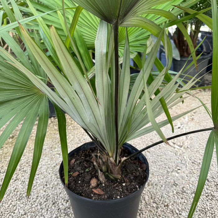 leaves of Kerriodoxa Elegans Palm Tree, Rare and Exotic in a pot