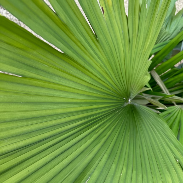 close view of Kerriodoxa Elegans Palm Tree, Rare and Exotic