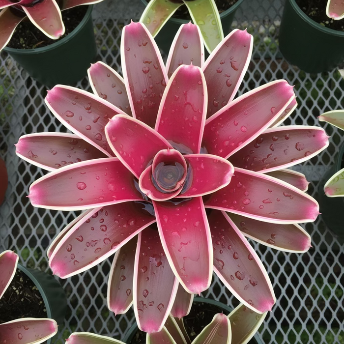 Bromeliad, Neoregelia Rafael Close-up of a pink and green bromeliad plant