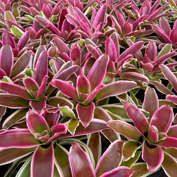 Bromeliad, Neoregelia Rafael