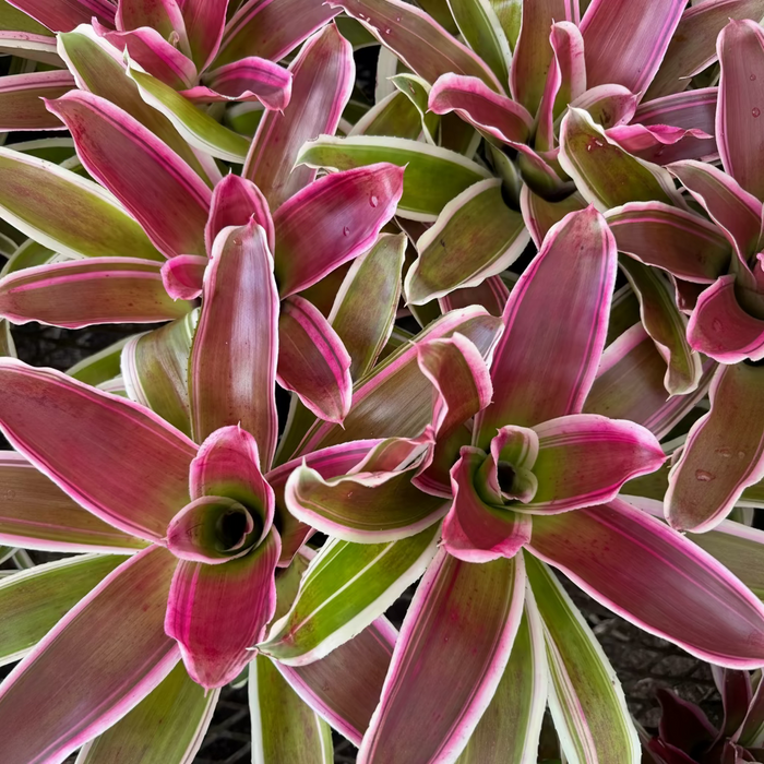Bromeliad, Neoregelia Rafael