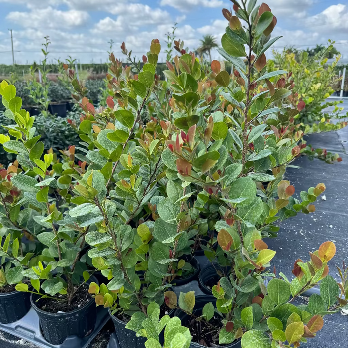 Cocoplum Red Tip, Chrysobalanus Icaco in 6in pots in trays