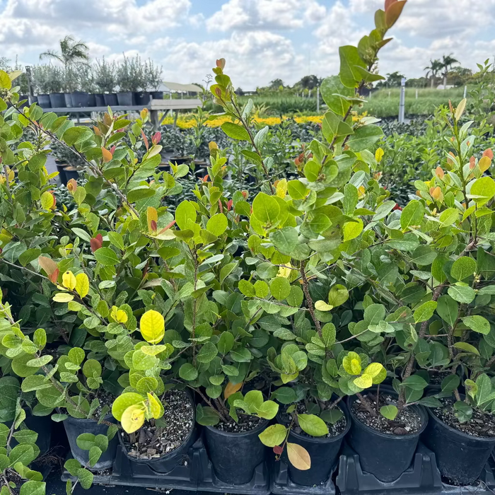 Cocoplum Red Tip, Chrysobalanus Icaco in 6in pot in trays
