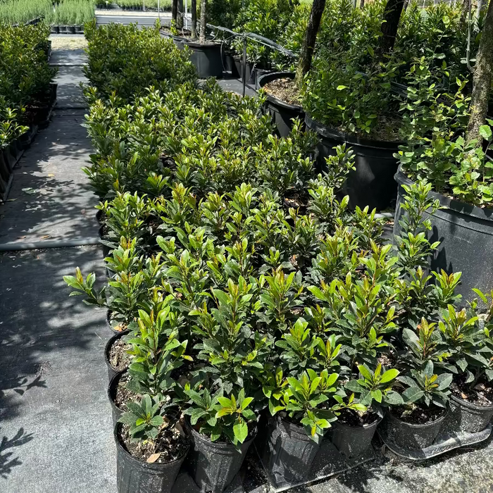 Young Japanese Blueberry Tree's in black grower pots