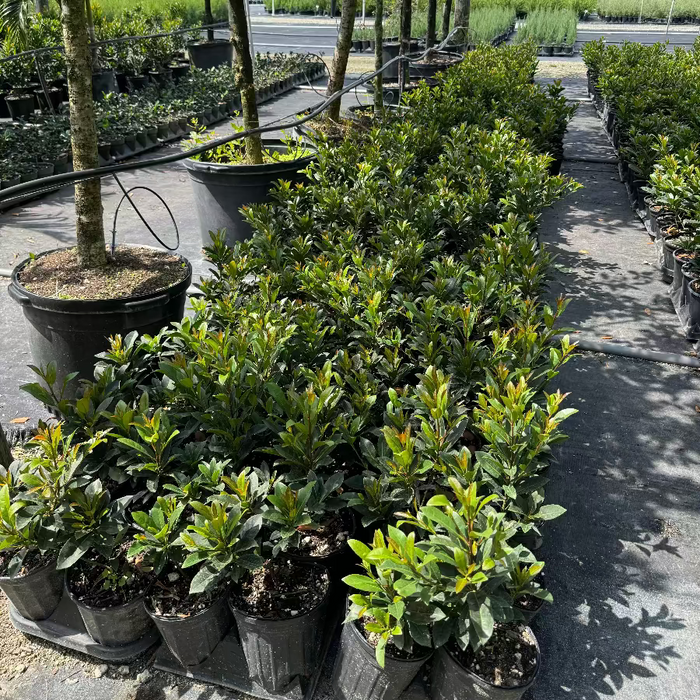 Young Japanese Blueberry Tree's in black grower pots