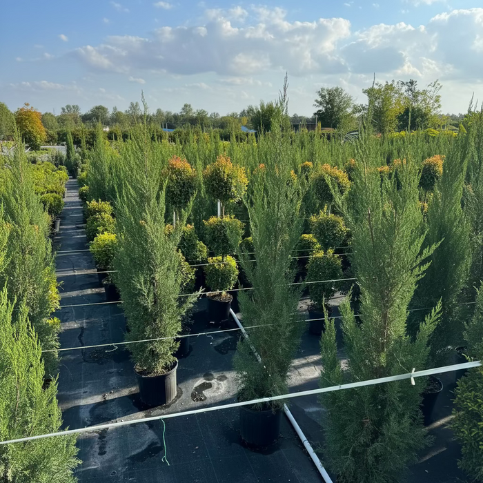 Brodie Red Cedar Tree, Fast Growing Evergreen Group of tall green trees against a clear blue sky